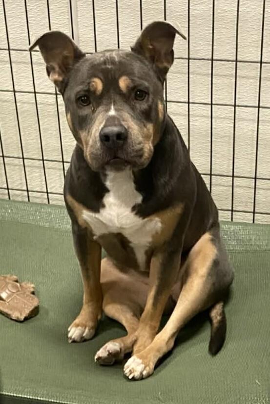 AC Regina, Adoptable, Adult Female Pit Bull Terrier.