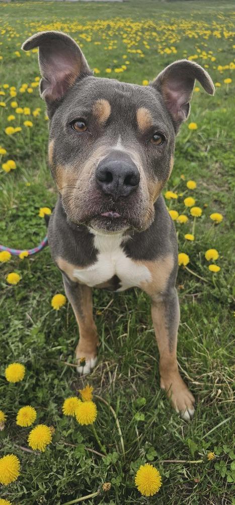 Enlarge AC Regina, a Adoptable mixed breed in Fremont, NE image 2/3