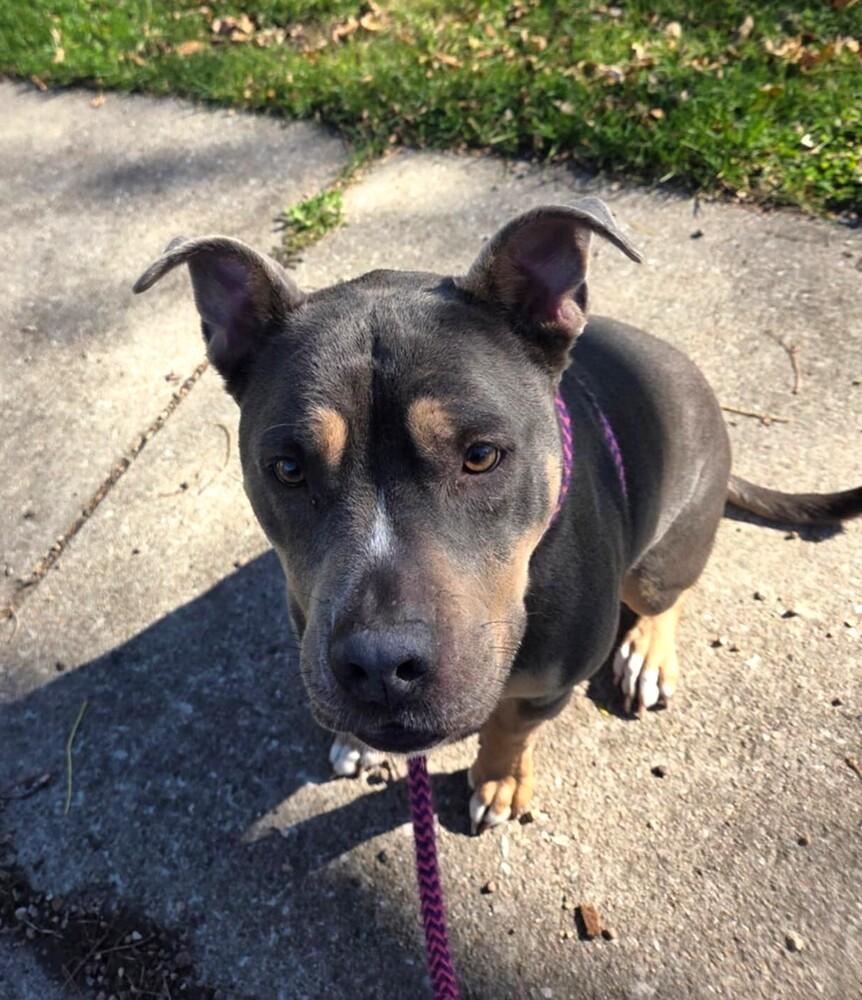Enlarge AC Regina, a Adoptable mixed breed in Fremont, NE image 2/2