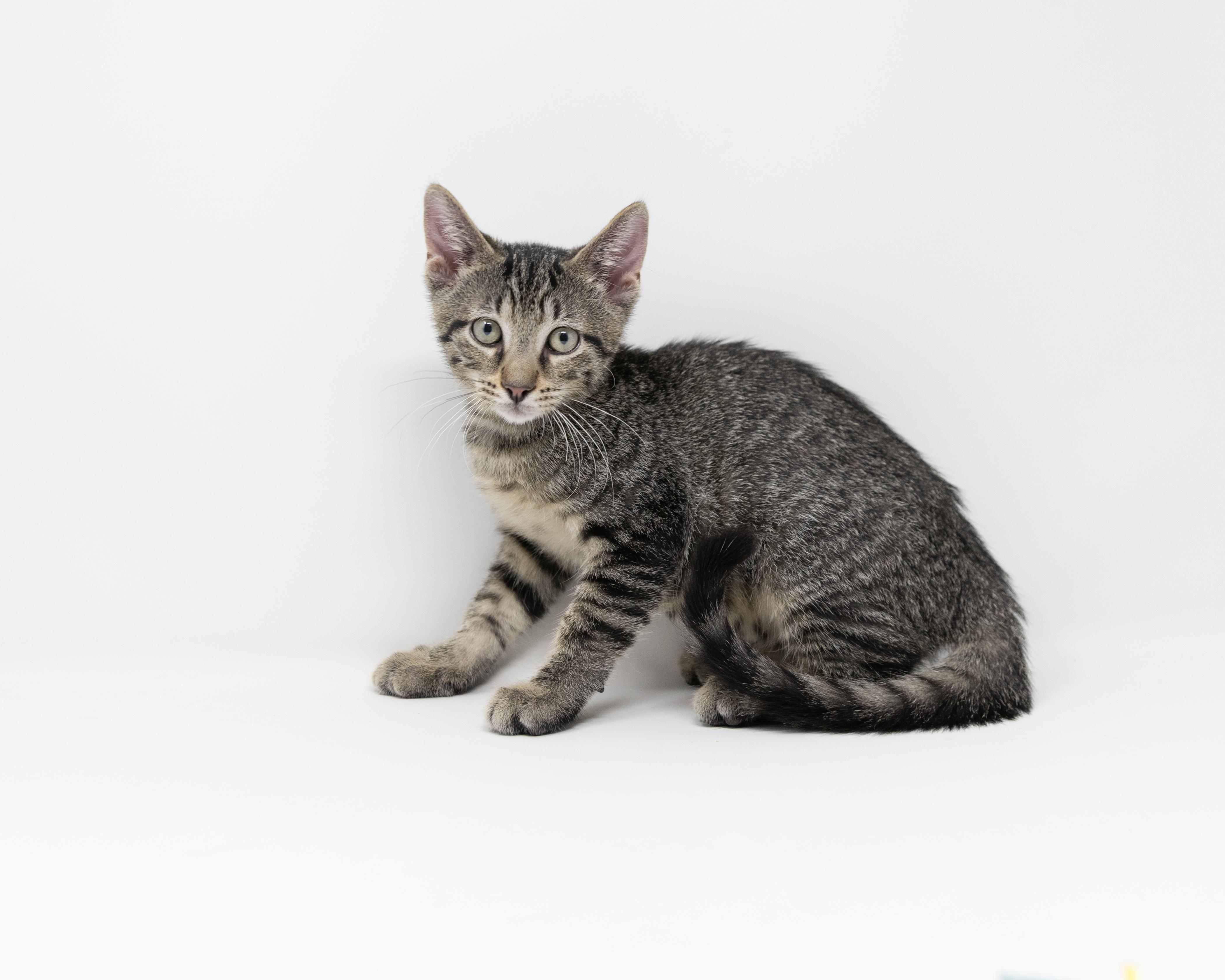 Enlarge Mr. Pibb, an adoptable Tabby in Trophy Club, TX image 4/6