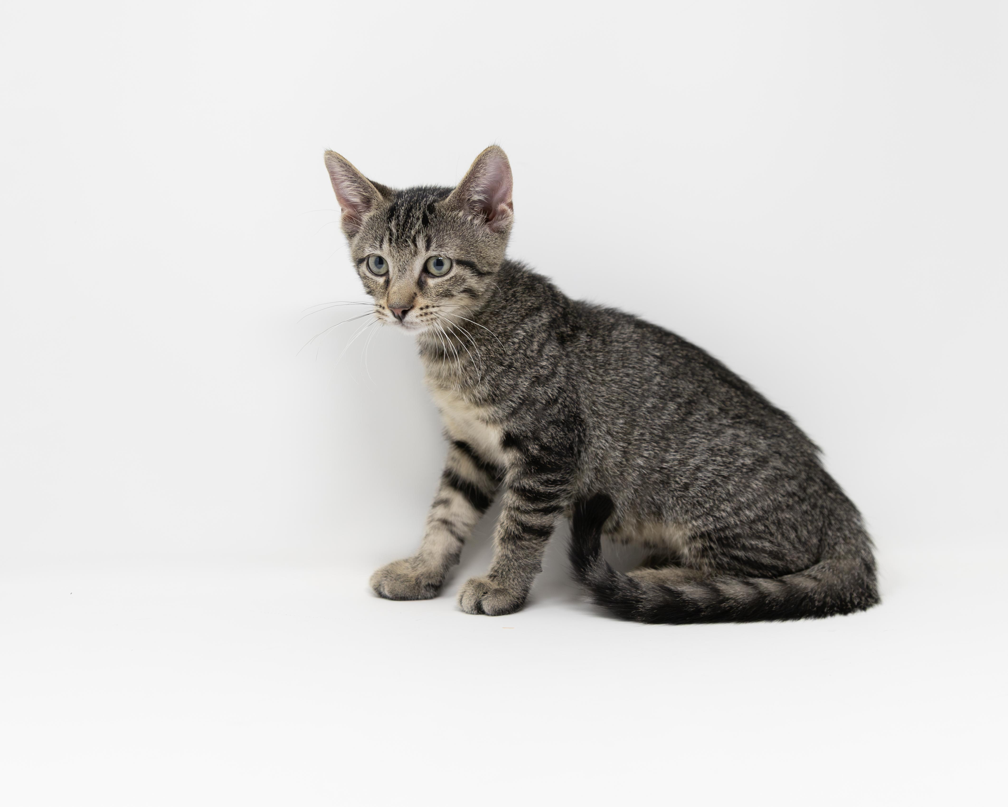 Enlarge Mr. Pibb, an adoptable Tabby in Trophy Club, TX image 6/6