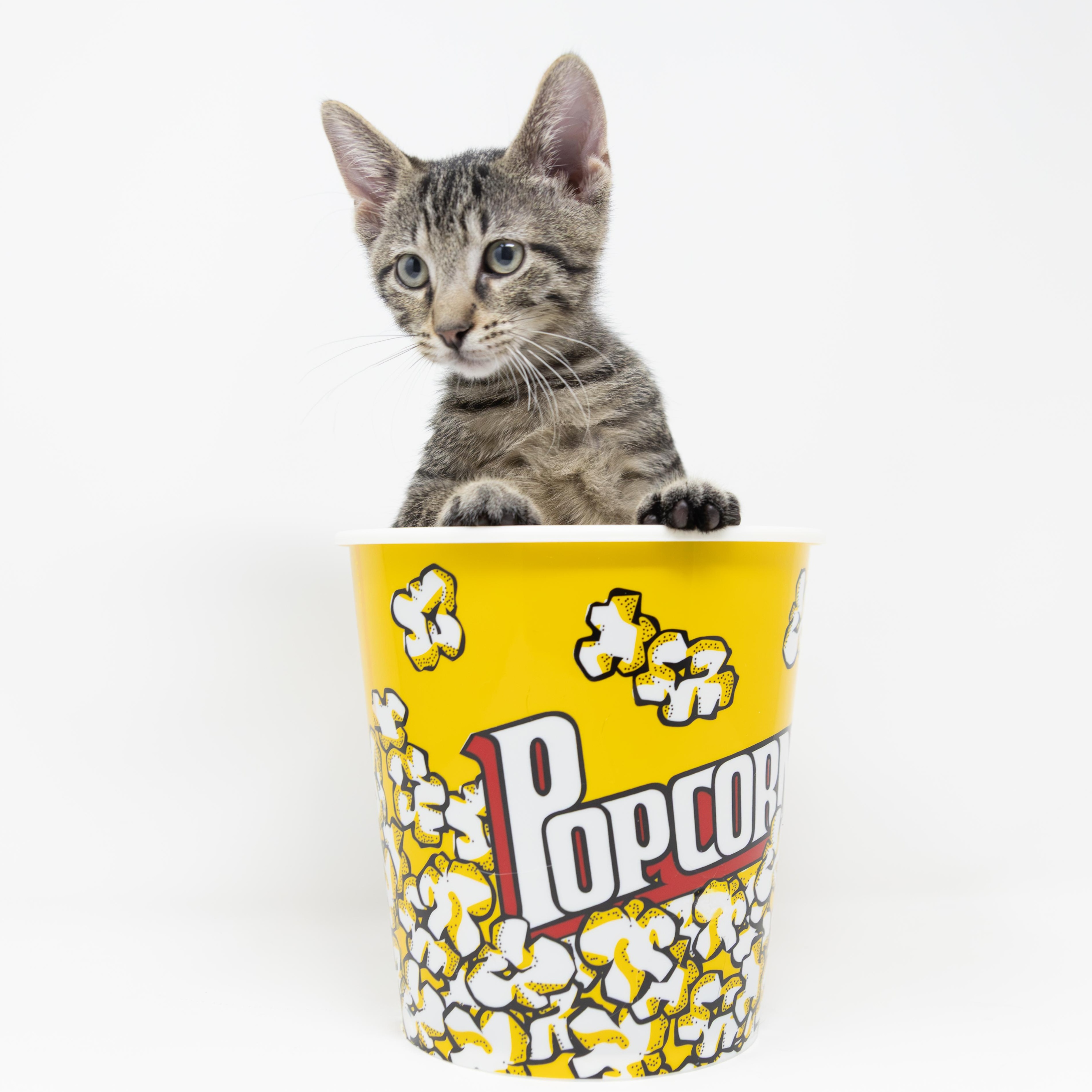 Enlarge Mr. Pibb, an adoptable Tabby in Trophy Club, TX image 1/6