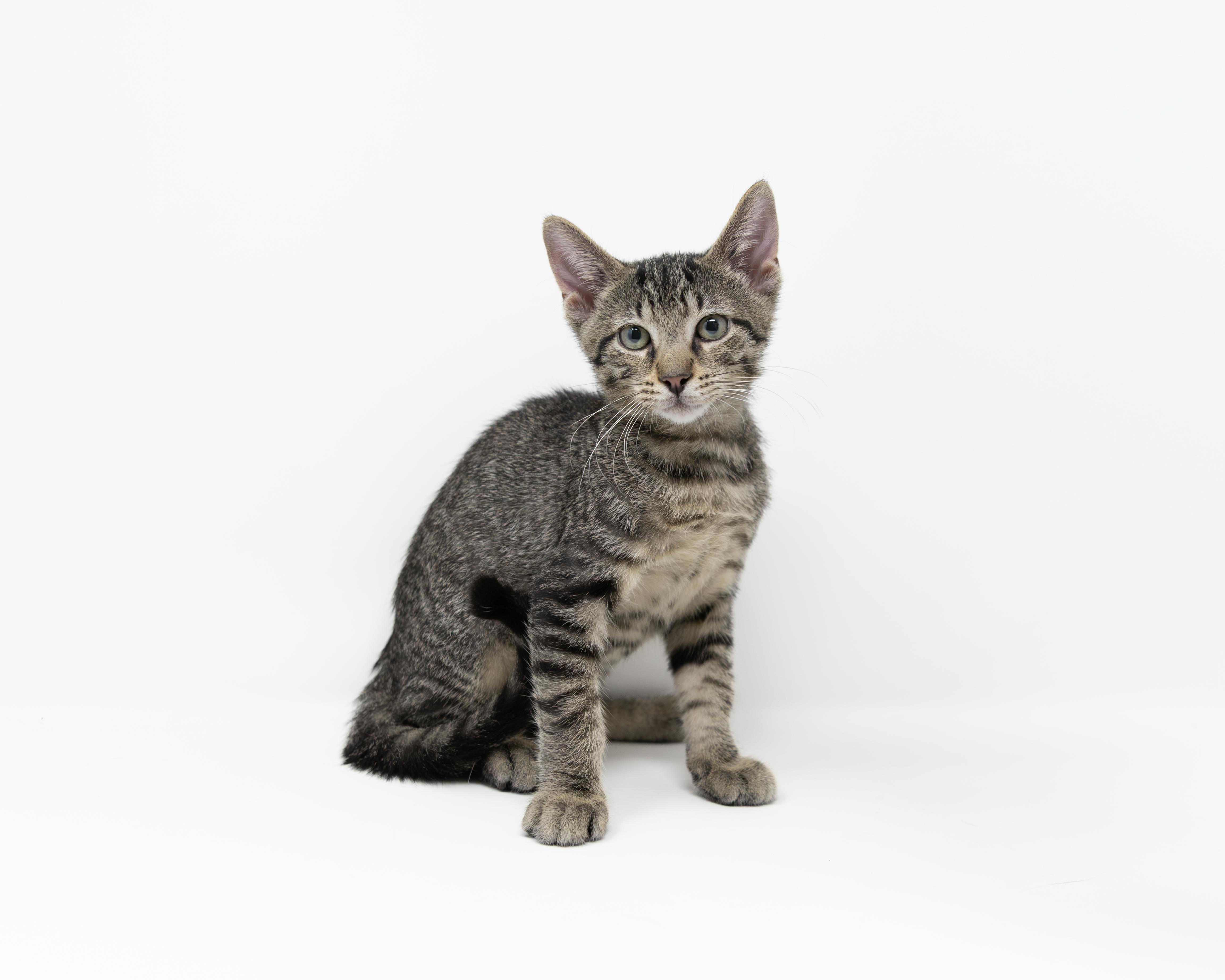 Enlarge Mr. Pibb, an adoptable Tabby in Trophy Club, TX image 2/6