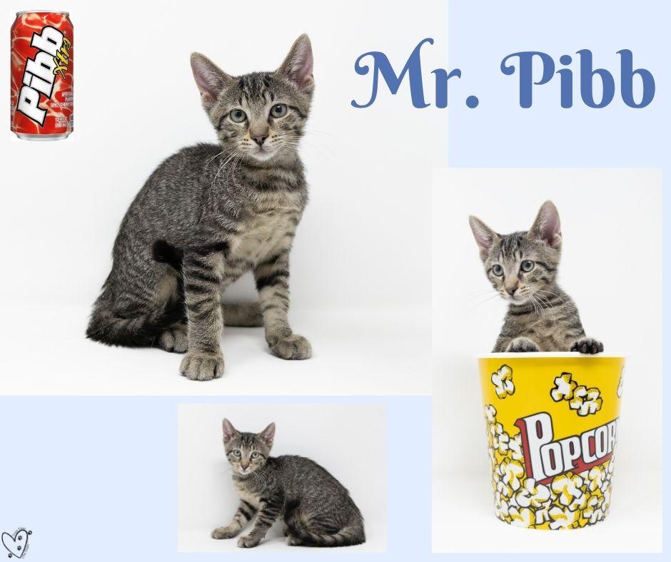 Enlarge Mr. Pibb, an adoptable Tabby in Trophy Club, TX image 3/6
