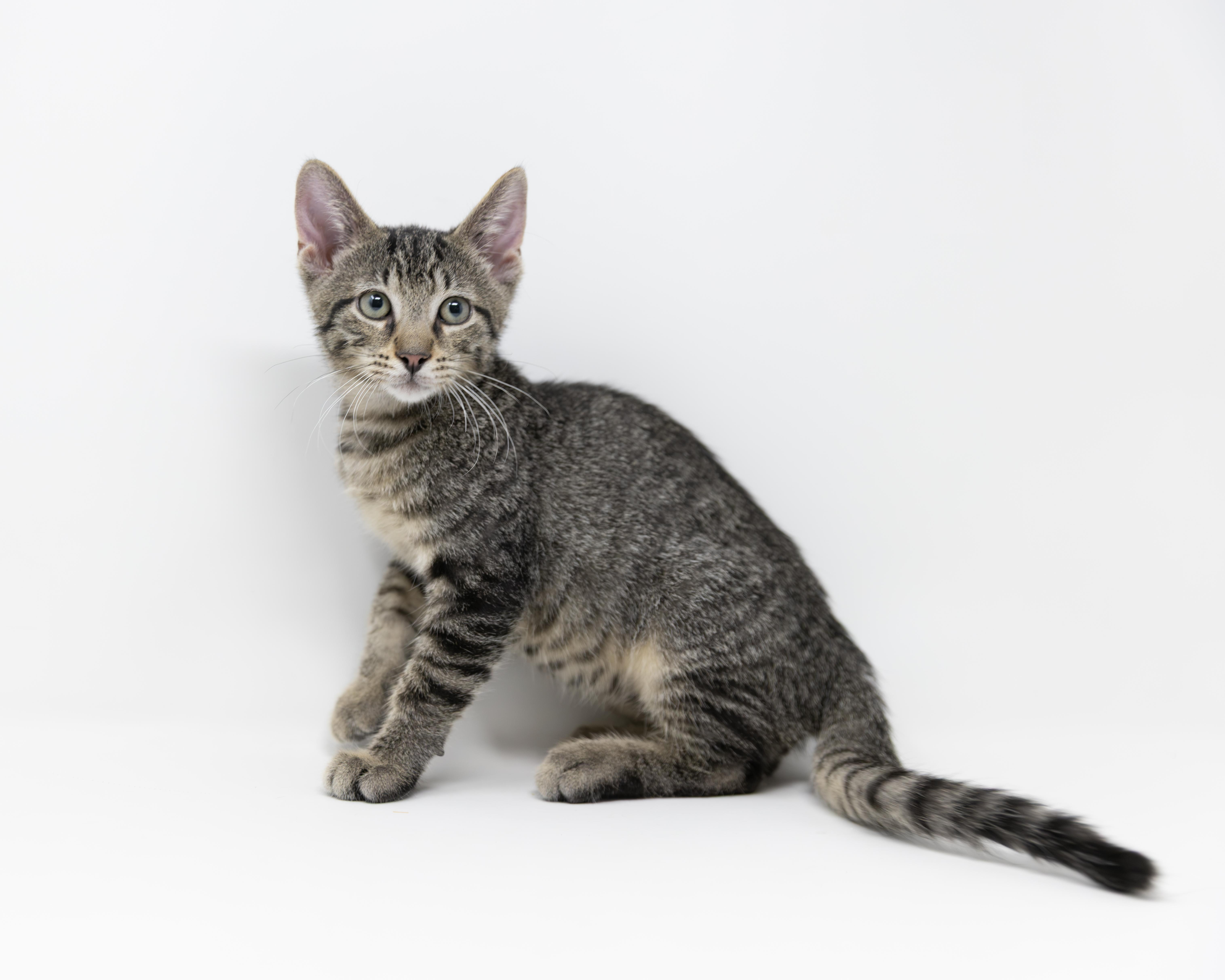 Enlarge Mr. Pibb, an adoptable Tabby in Trophy Club, TX image 5/6