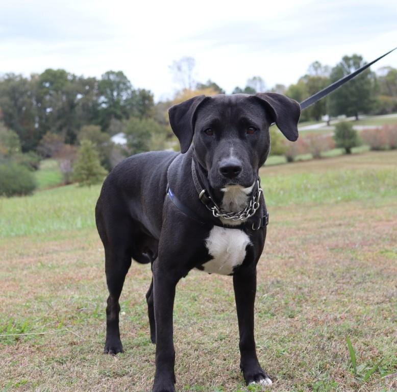 Enlarge Ebony, a ADOPTABLE Labrador Retriever in Virginia Beach, VA image 2/4