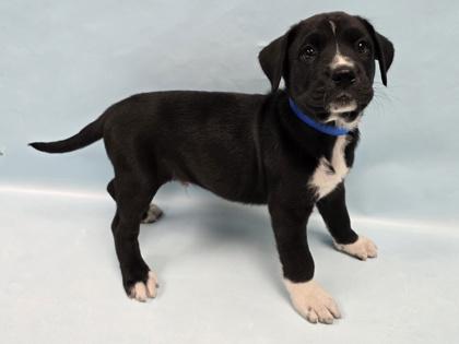 Iguana, Adoptable, Puppy Male Labrador Retriever & Mixed Breed.