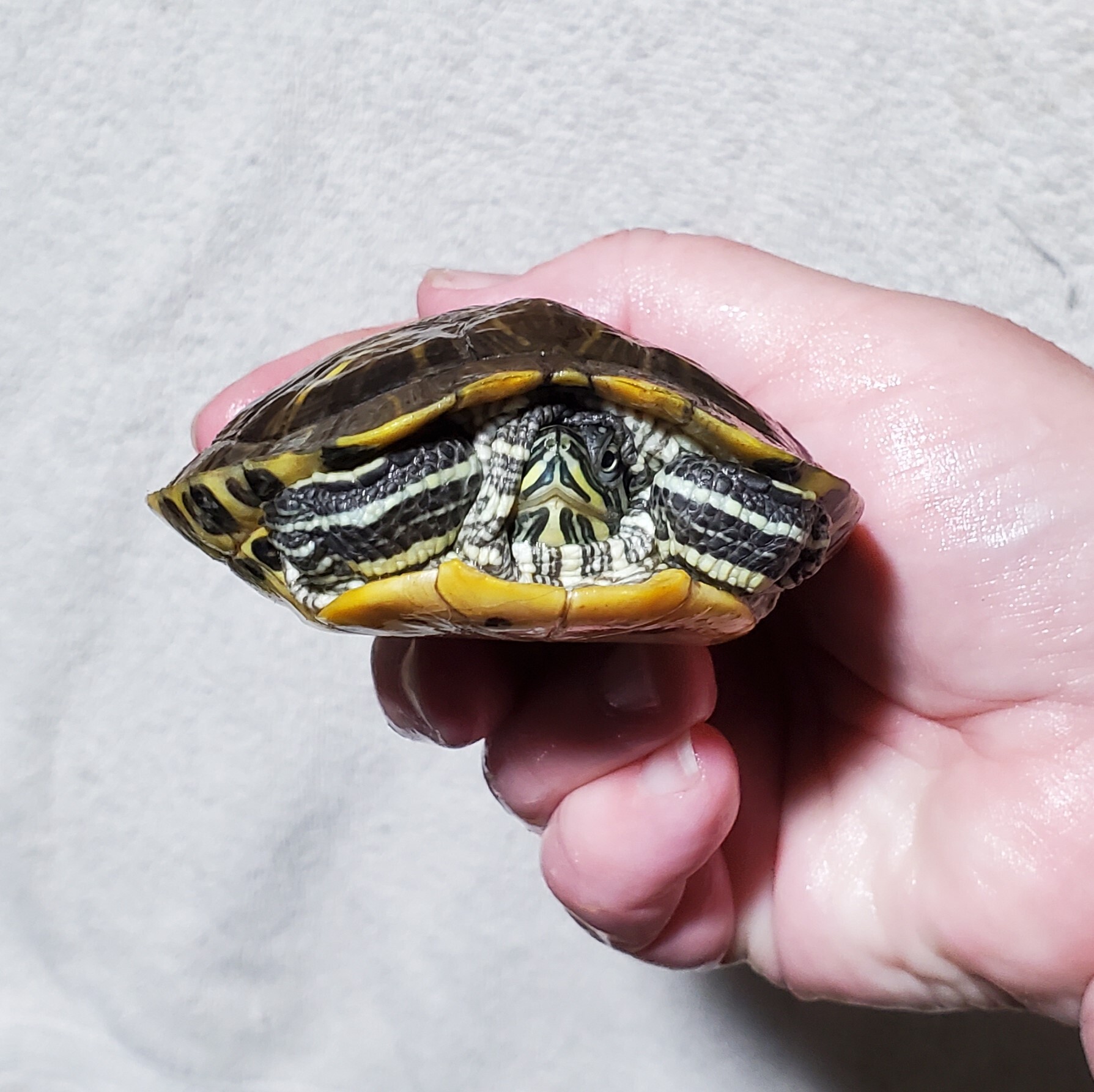 Cricket R. Slider (Water Turtle) photo 1