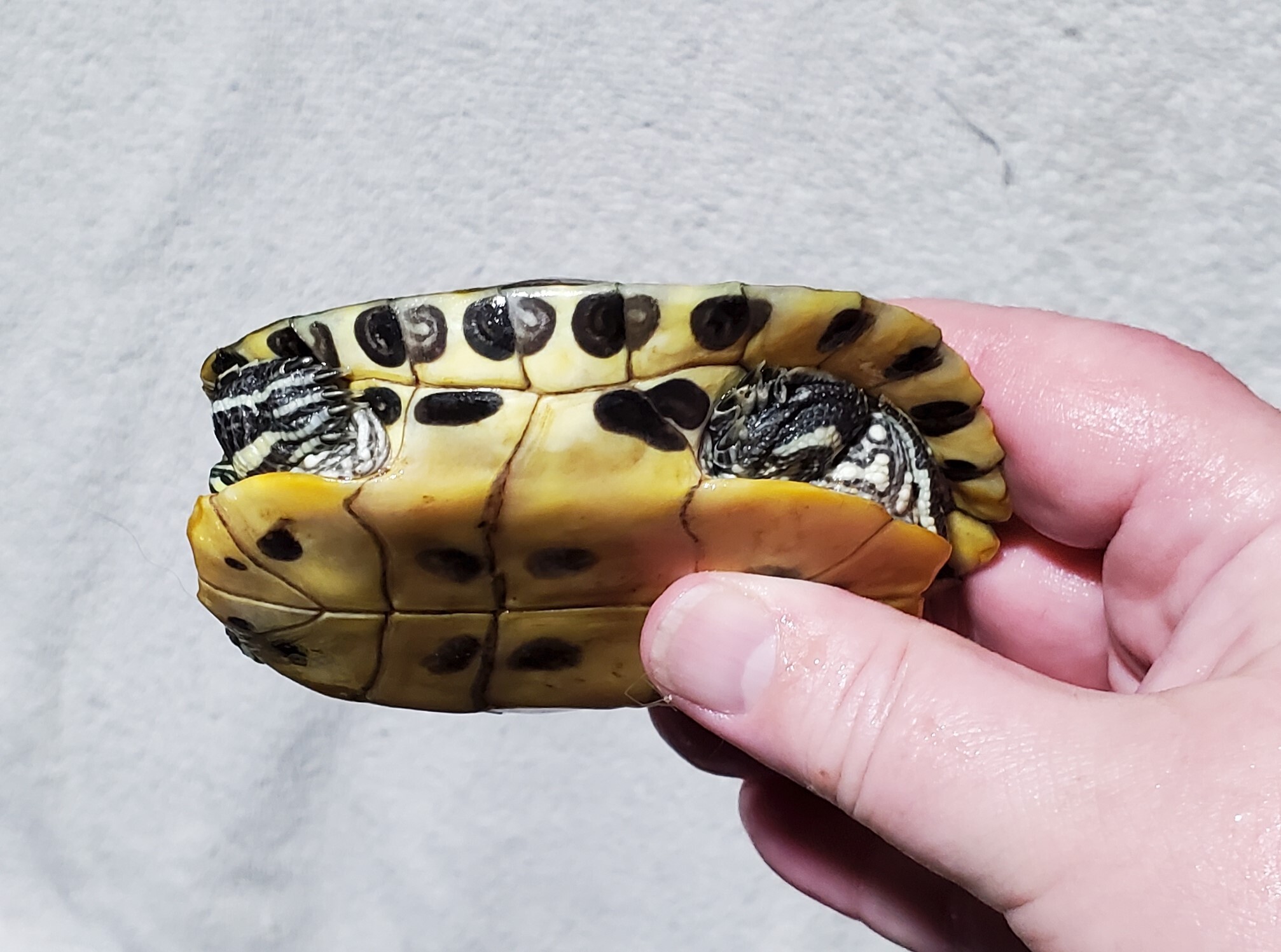 Cricket R. Slider (Water Turtle) photo 4