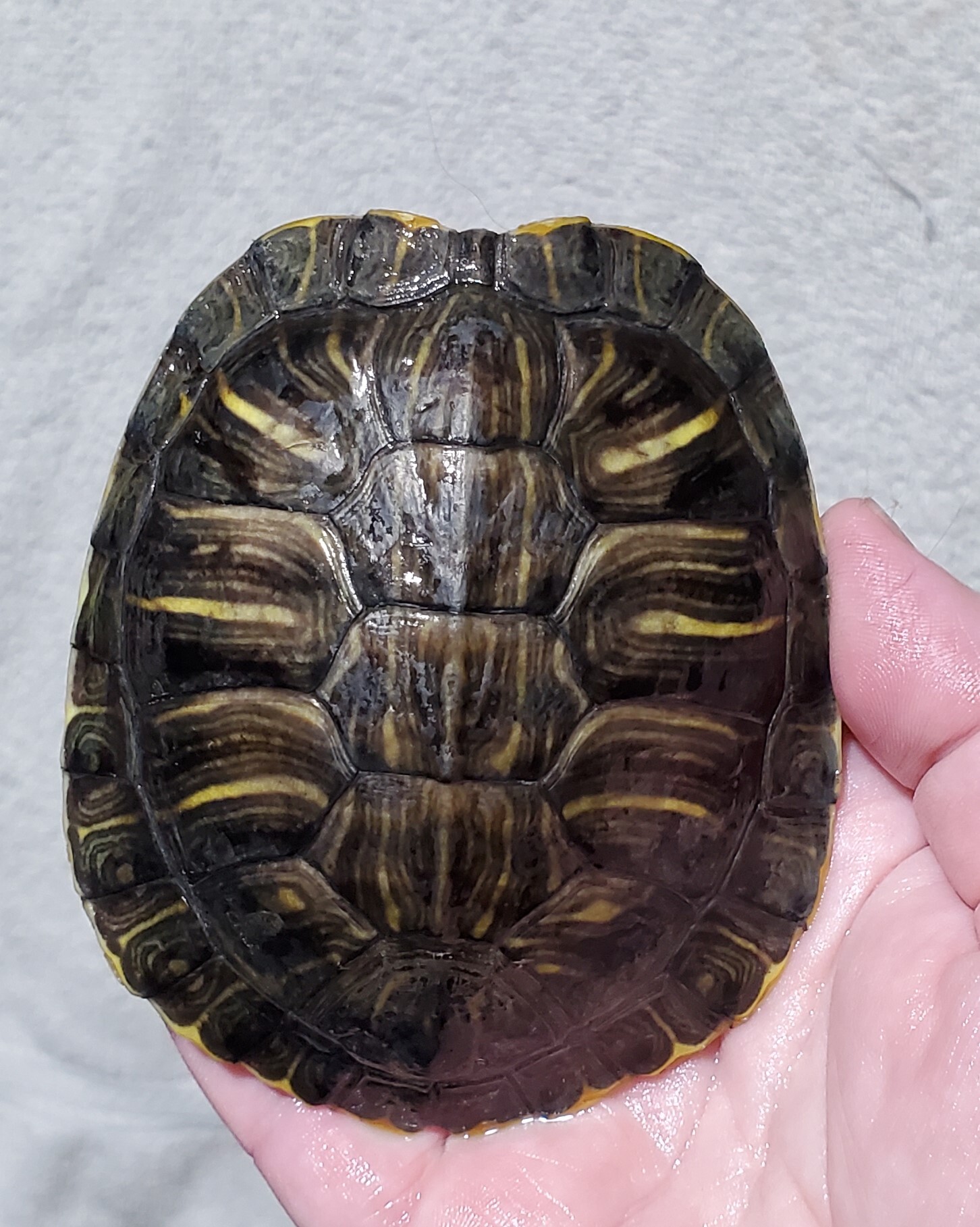 Cricket R. Slider (Water Turtle) photo 2