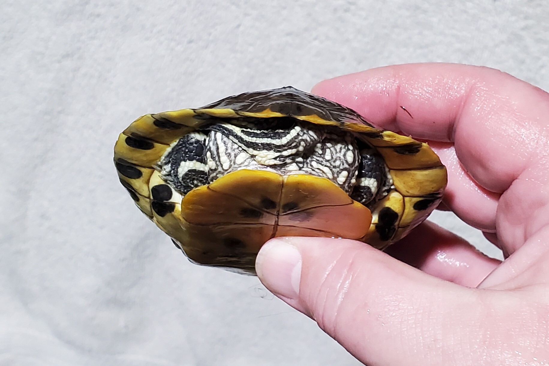 Cricket R. Slider (Water Turtle) photo 5