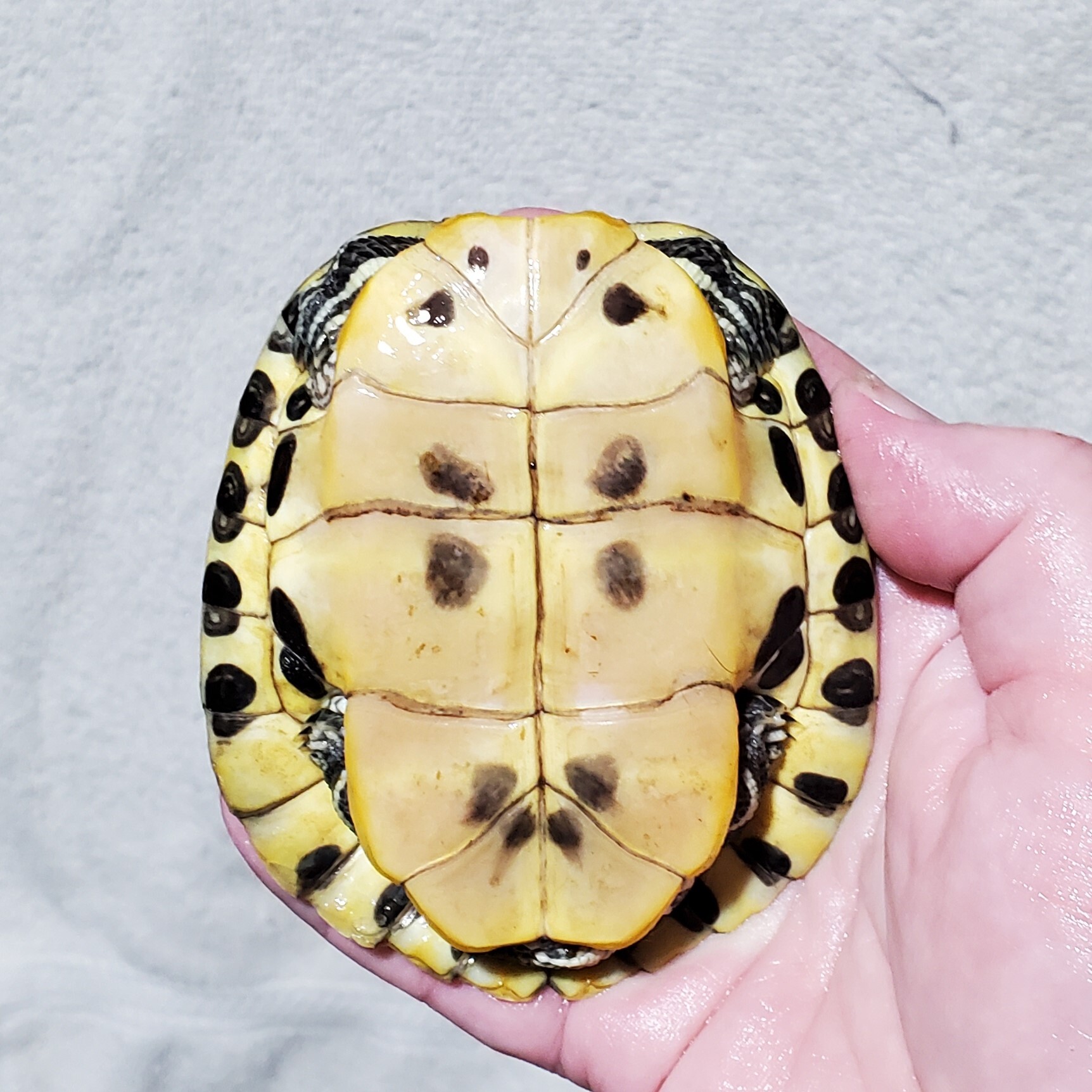 Cricket R. Slider (Water Turtle) photo 3