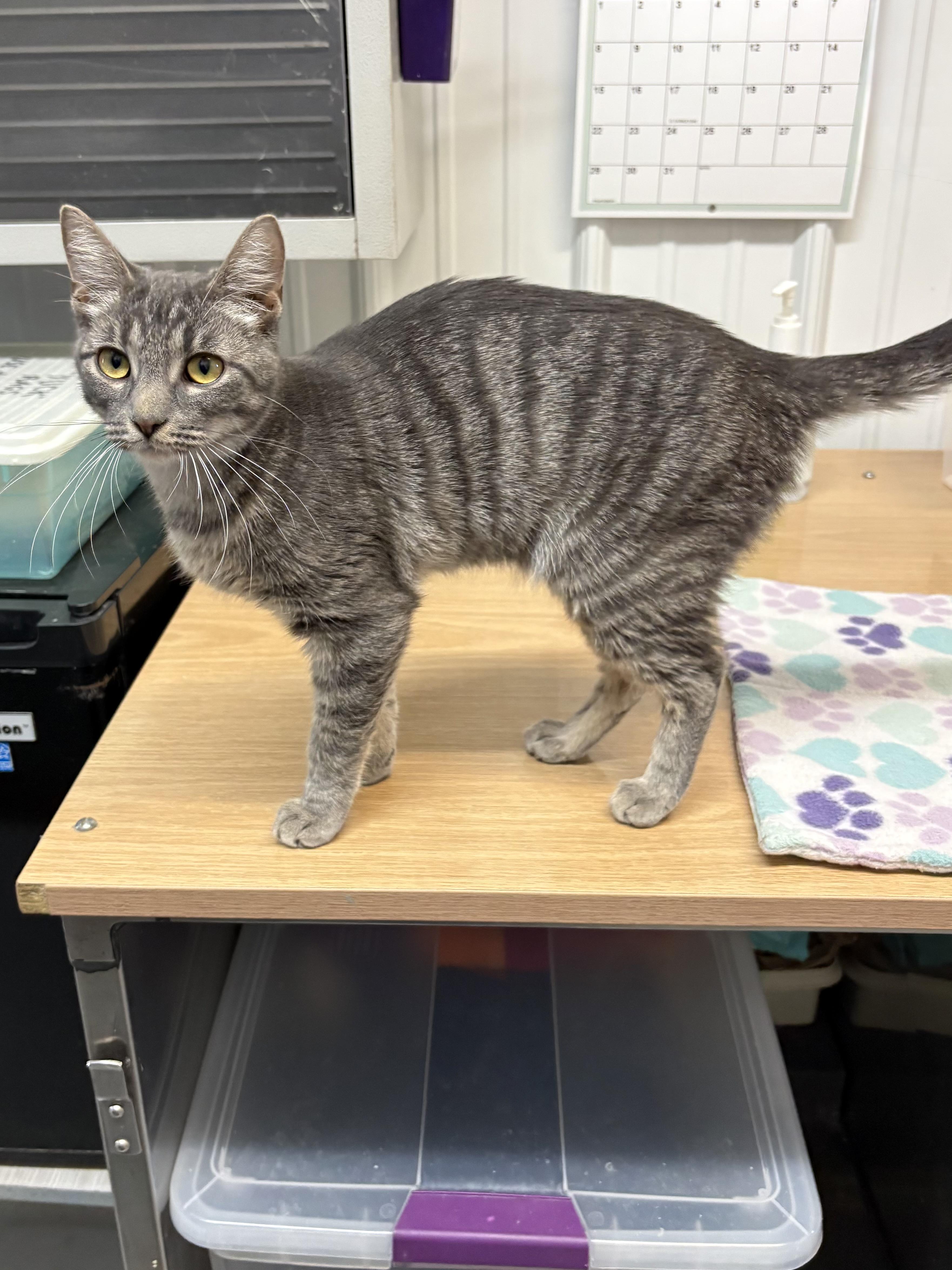 Storm, an adopted American Shorthair in Big Rapids, MI image 1/4