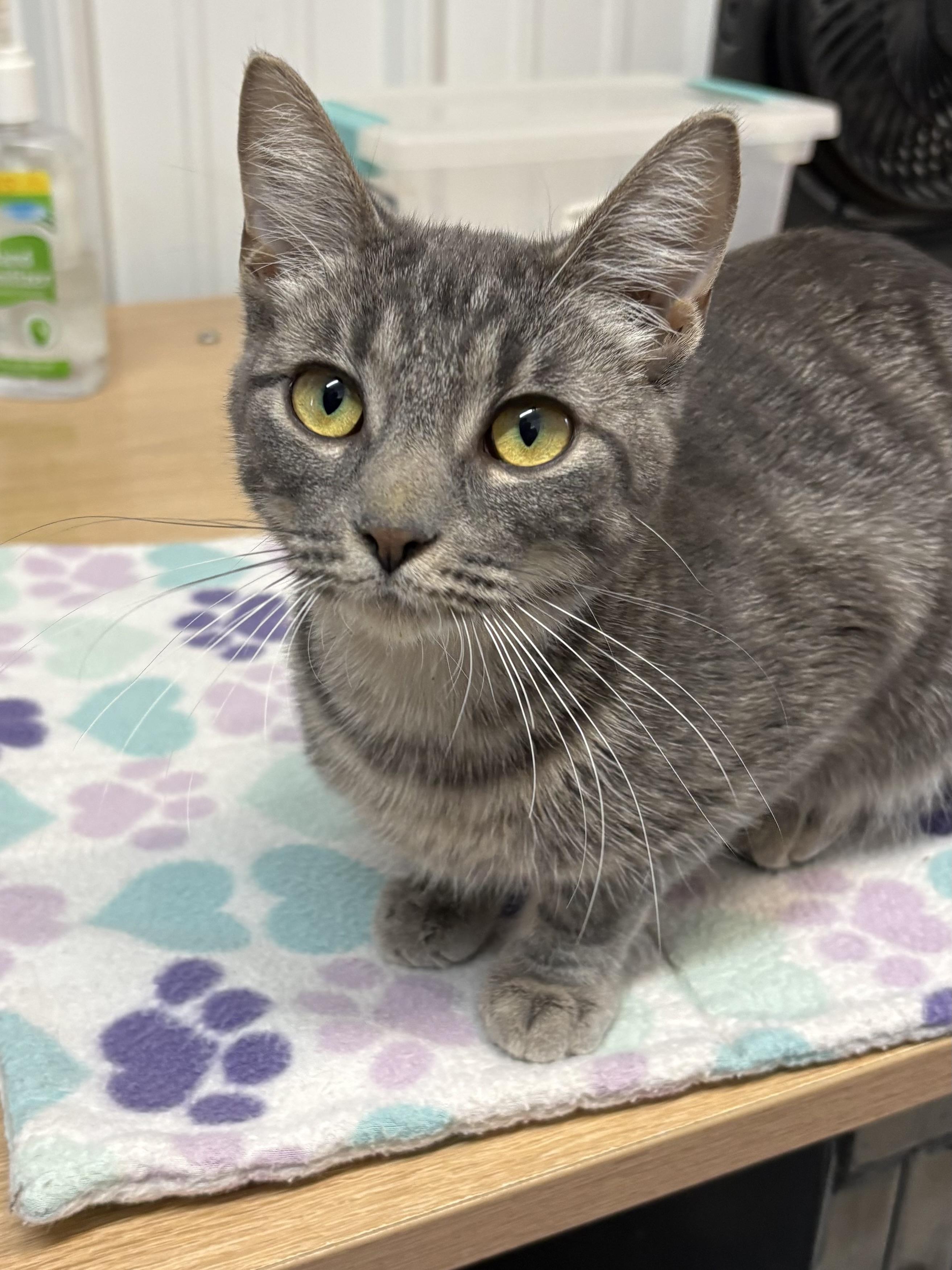 Storm, an adopted American Shorthair in Big Rapids, MI image 2/4