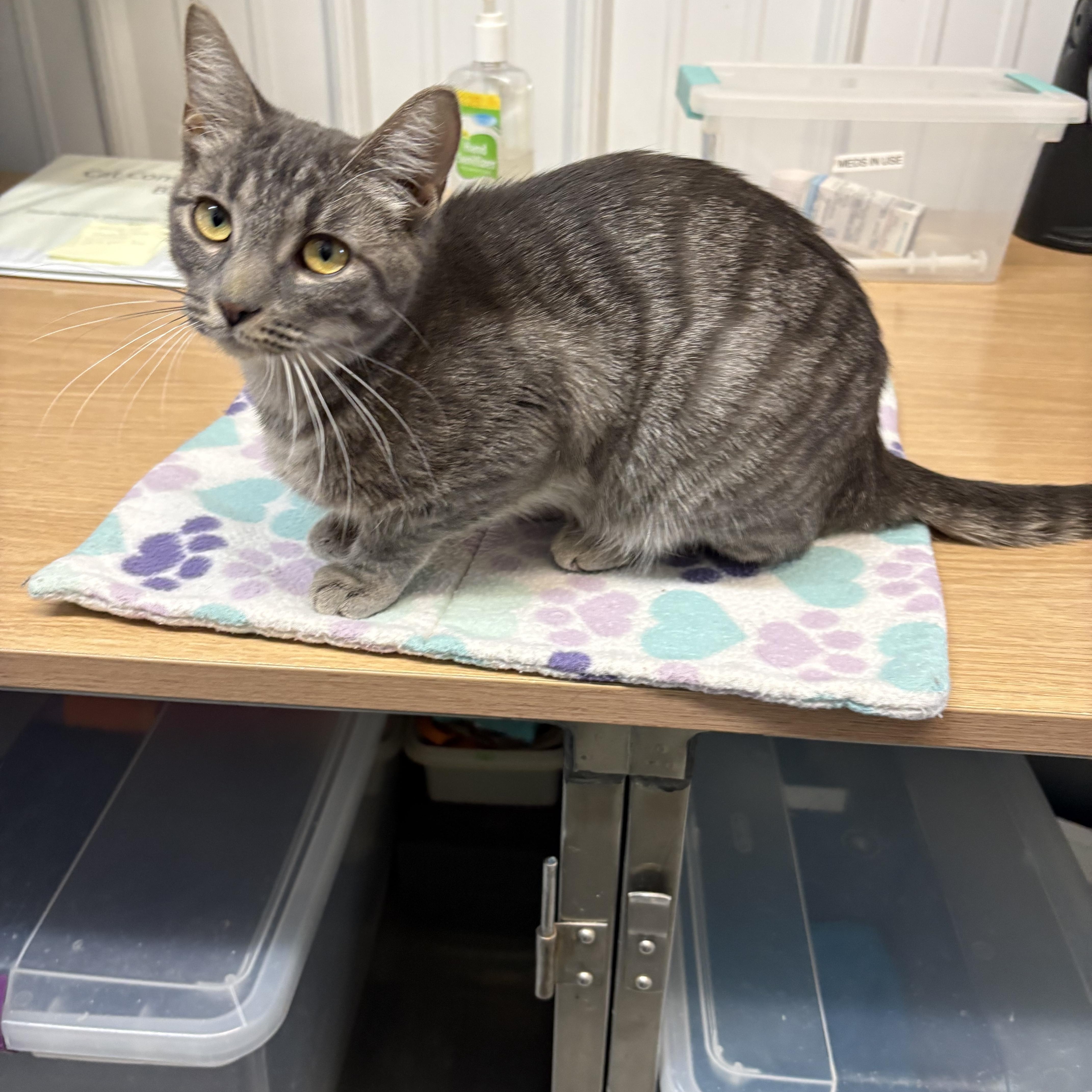 Storm, an adopted American Shorthair in Big Rapids, MI image 4/4