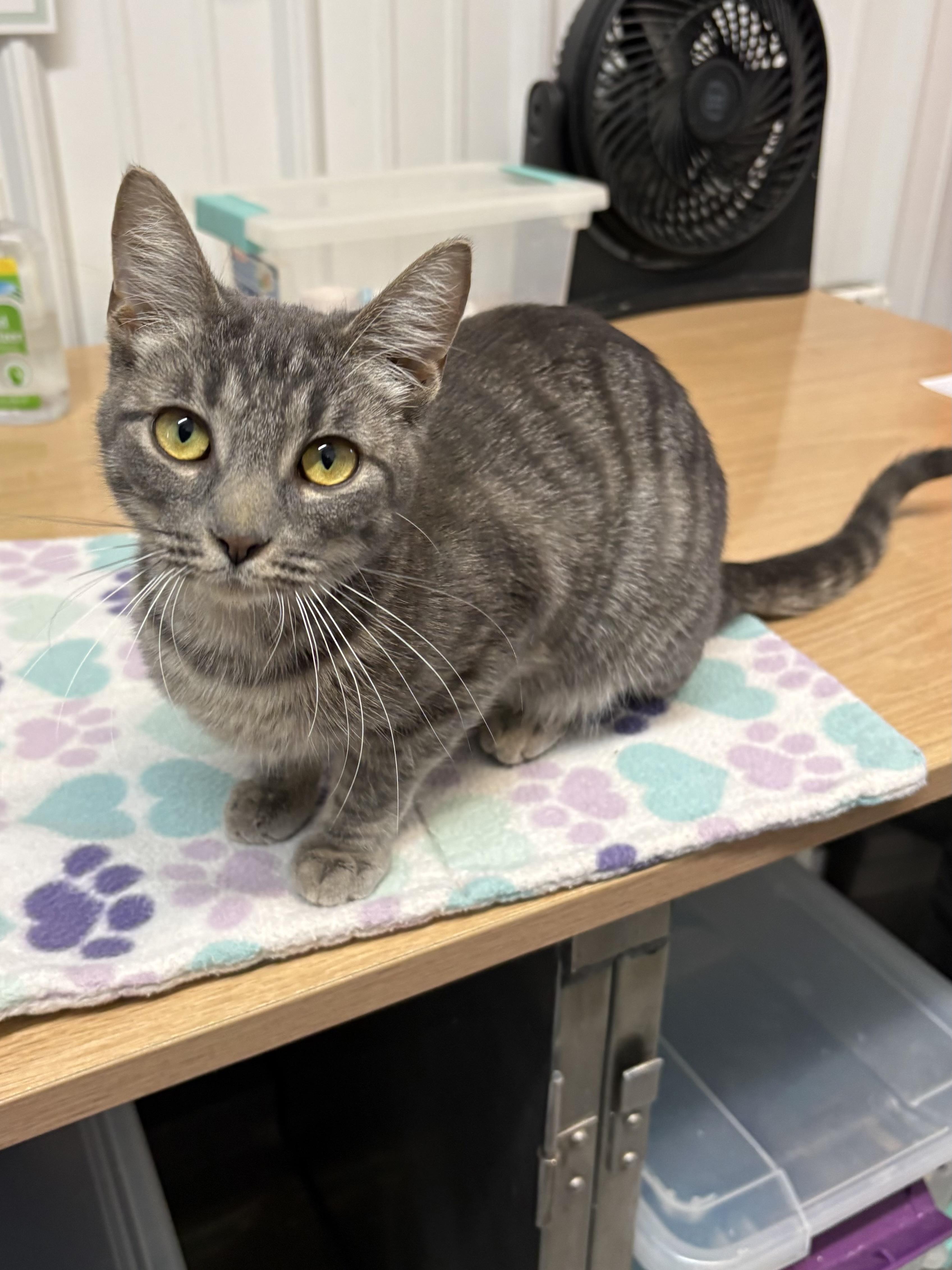 Storm, an adopted American Shorthair in Big Rapids, MI image 3/4