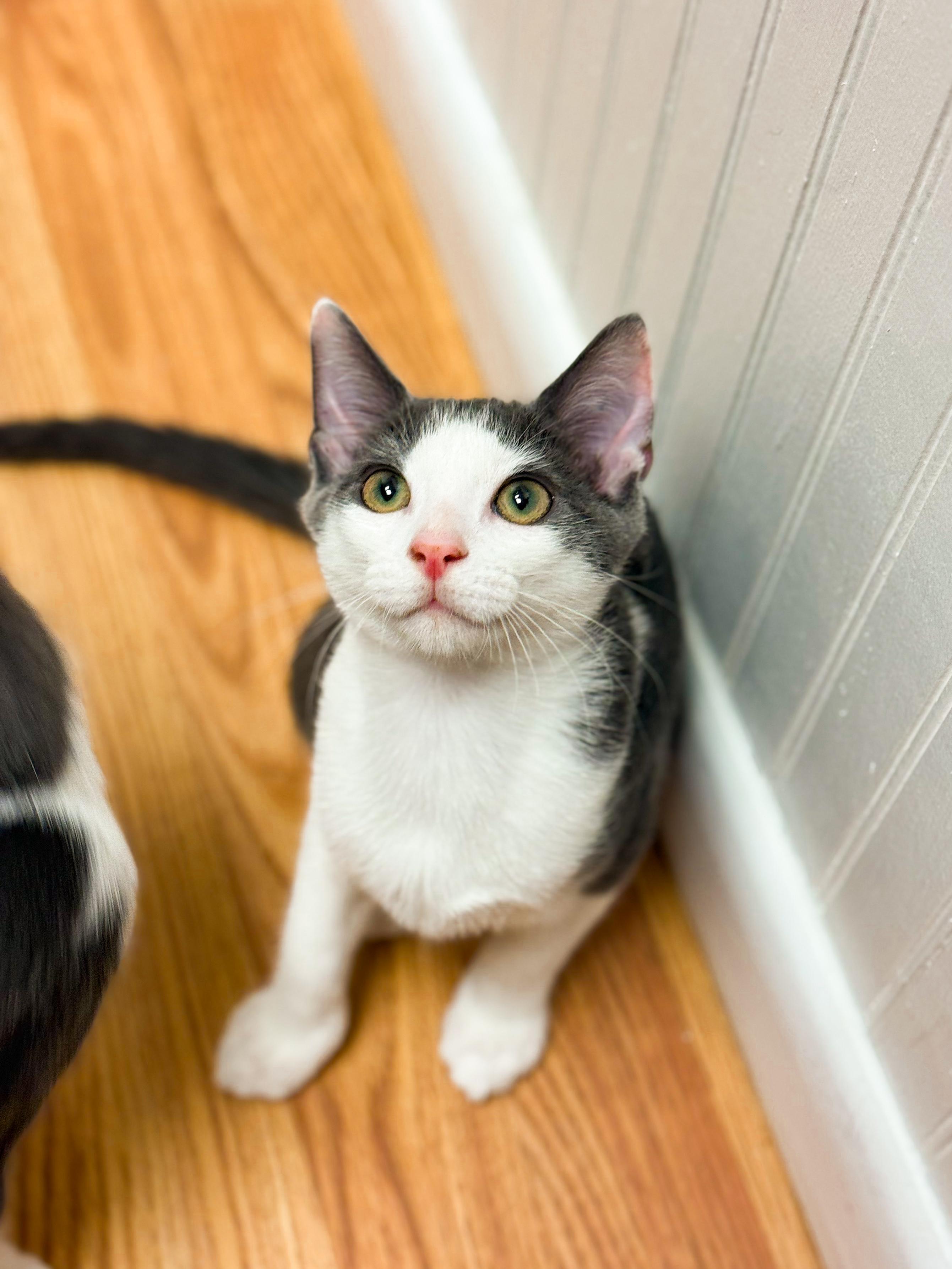 Kyle, Adoptable, Kitten Male Domestic Short Hair.