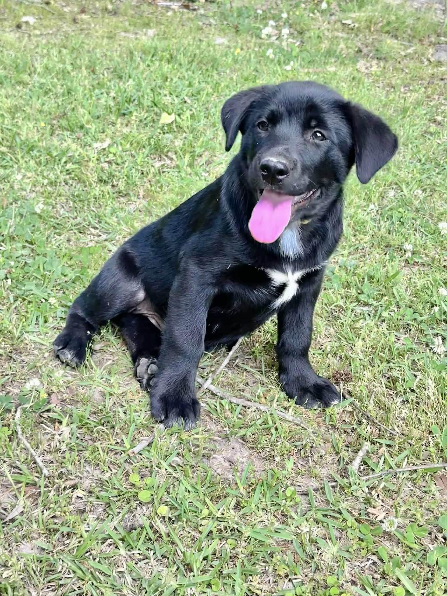 Mango, adopted, Puppy Female Black Labrador Retriever.