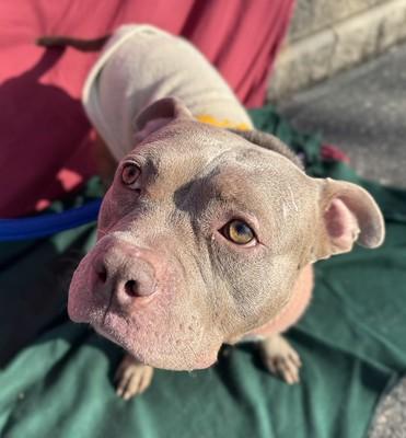 Ozzy, ADOPTABLE, Adult Male Pit Bull Terrier.
