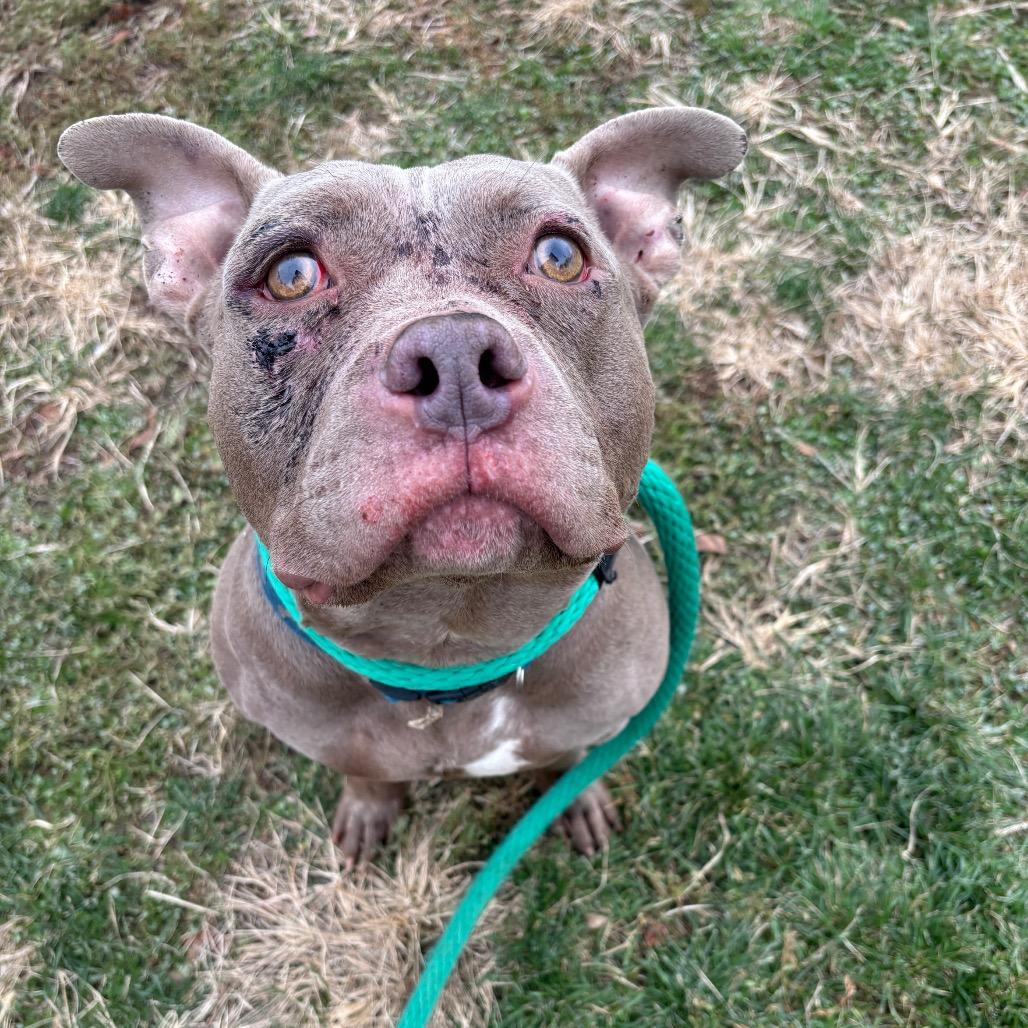 Enlarge Ozzy, a ADOPTABLE mixed breed in Chester, PA image 2/4