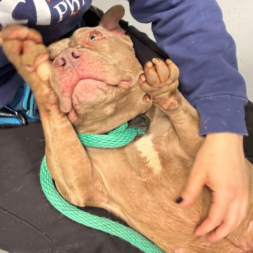 Enlarge Ozzy, a ADOPTABLE mixed breed in Chester, PA image 3/4