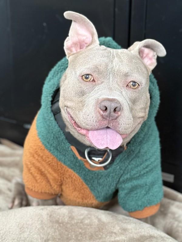 Ozzy, ADOPTABLE, Adult Male Pit Bull Terrier.