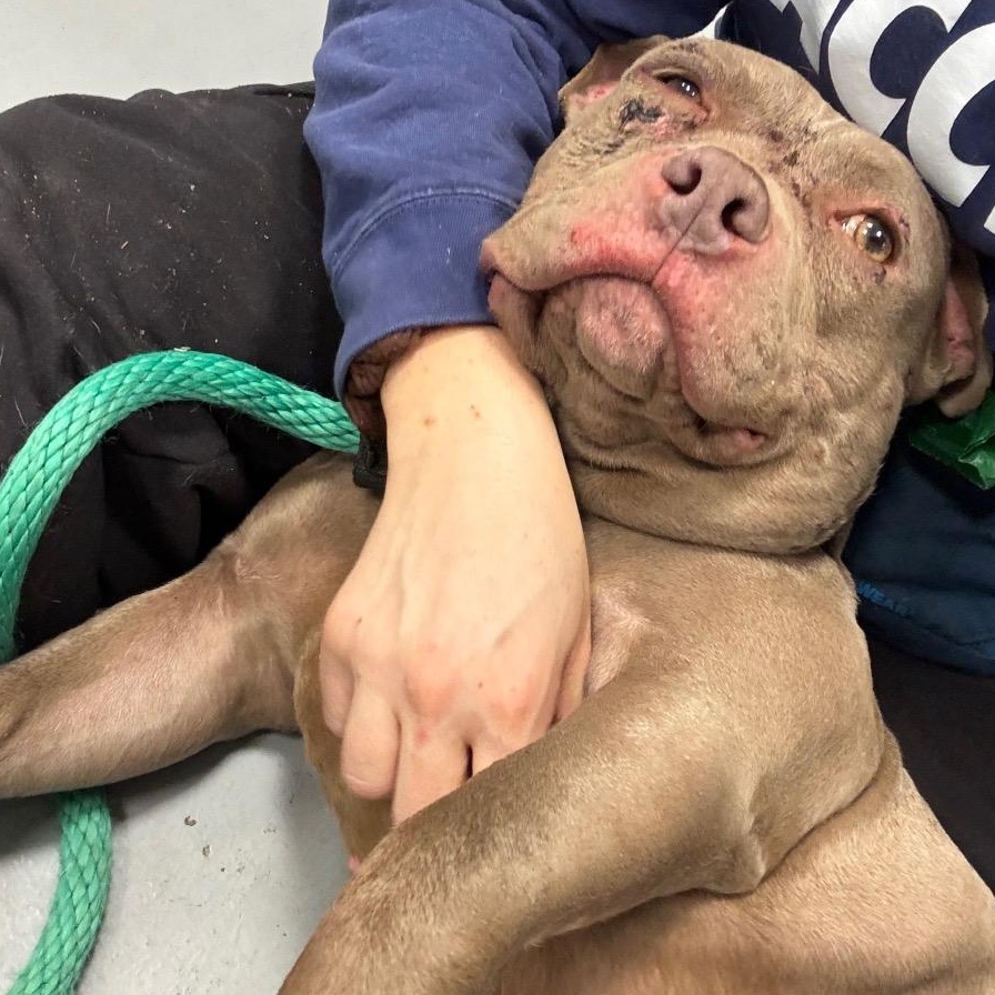 Enlarge Ozzy, a ADOPTABLE mixed breed in Chester, PA image 4/4