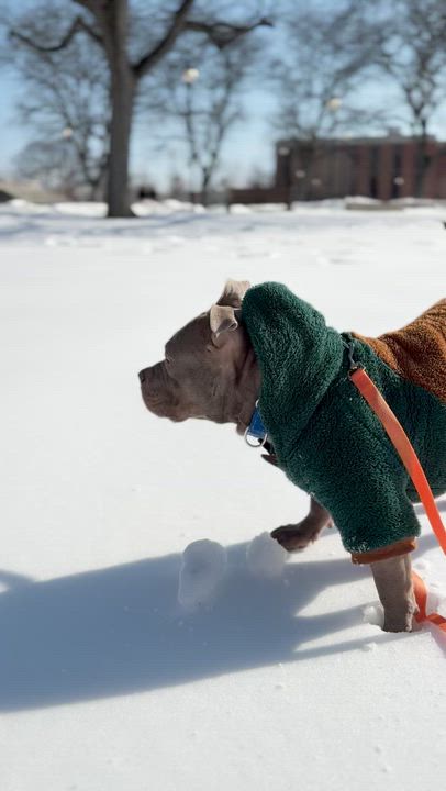 Enlarge Ozzy, a ADOPTABLE mixed breed in Chester, PA video 6/6