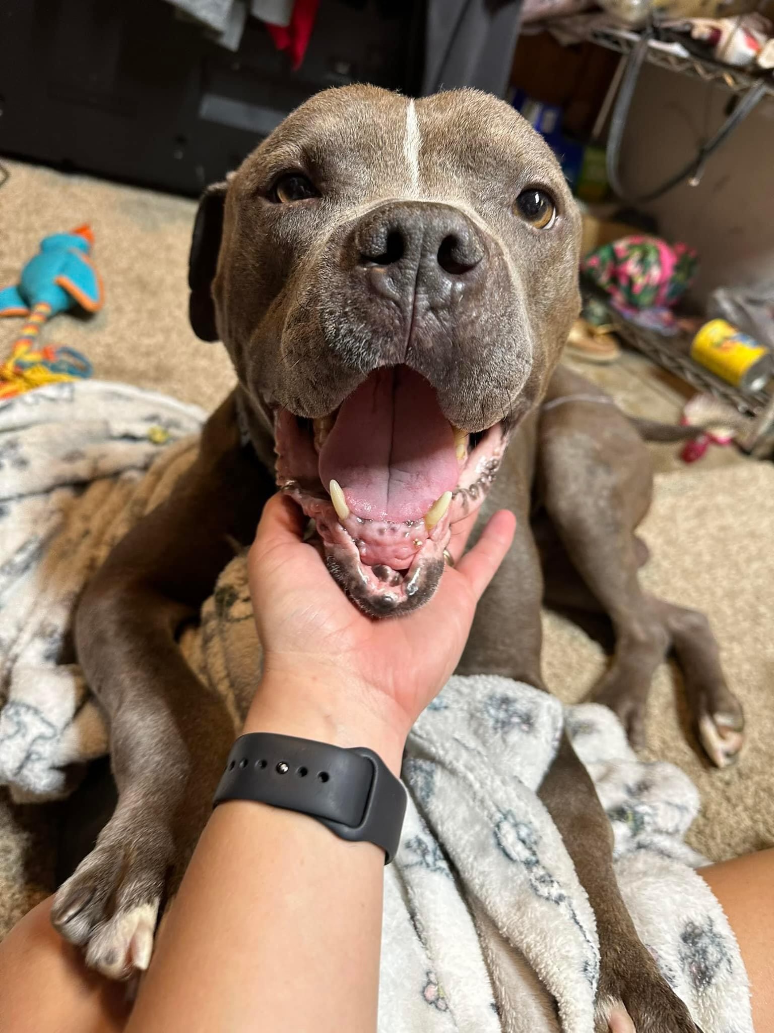 Gumbo, a Adoptable mixed breed in Greenwood, IN image 2/6