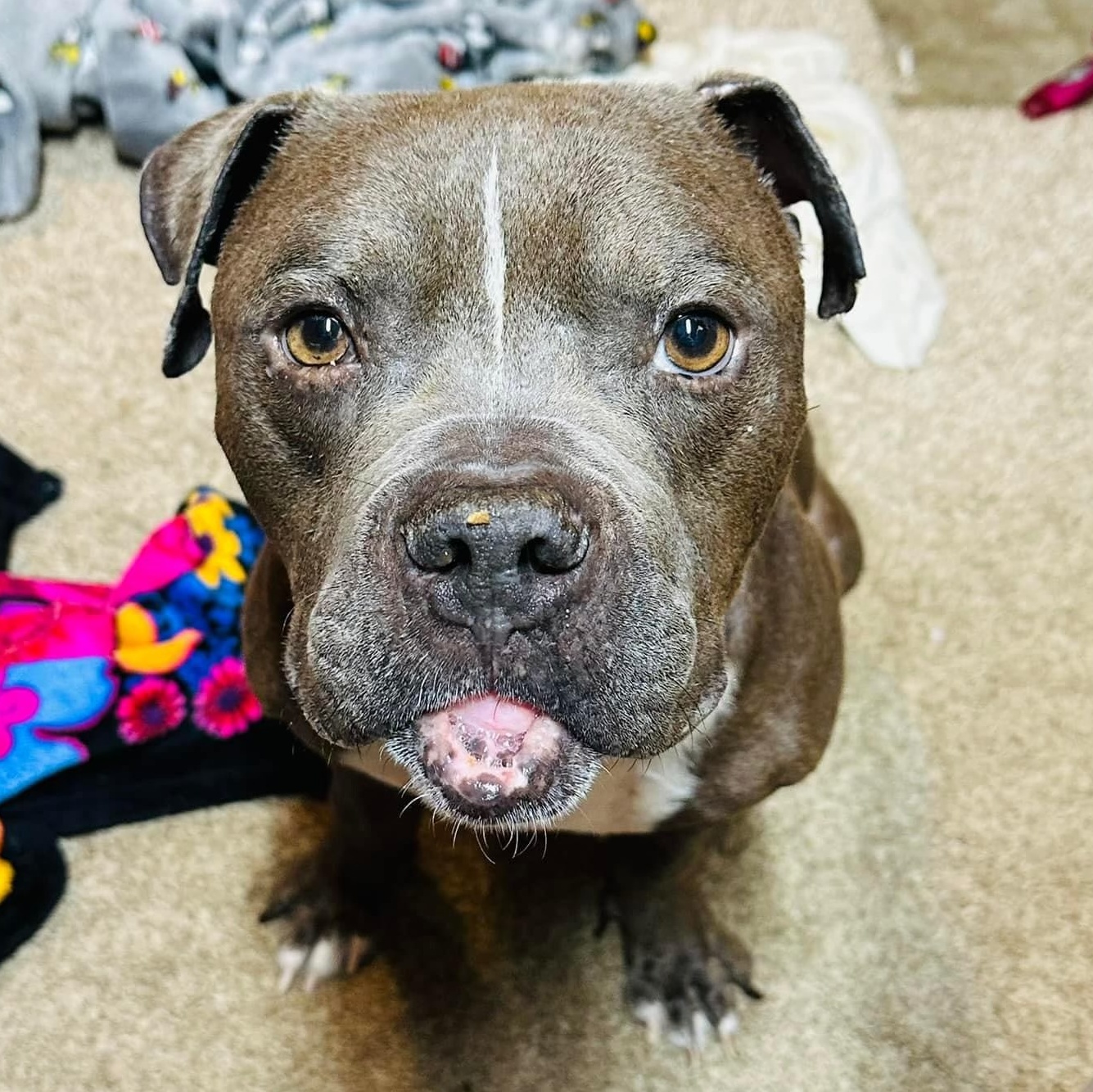 Gumbo, a Adoptable mixed breed in Greenwood, IN image 1/6