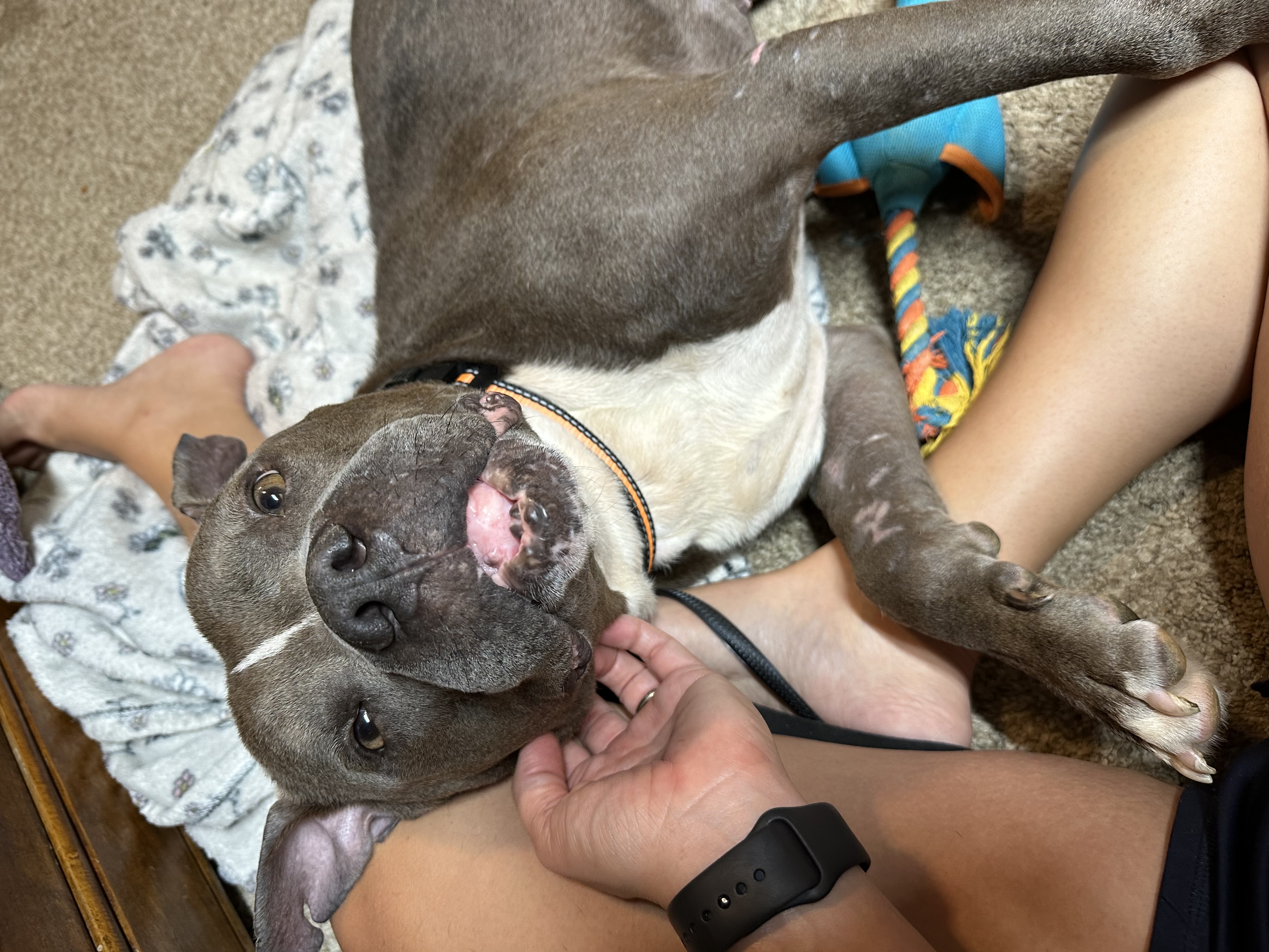 Gumbo, a Adoptable mixed breed in Greenwood, IN image 4/6