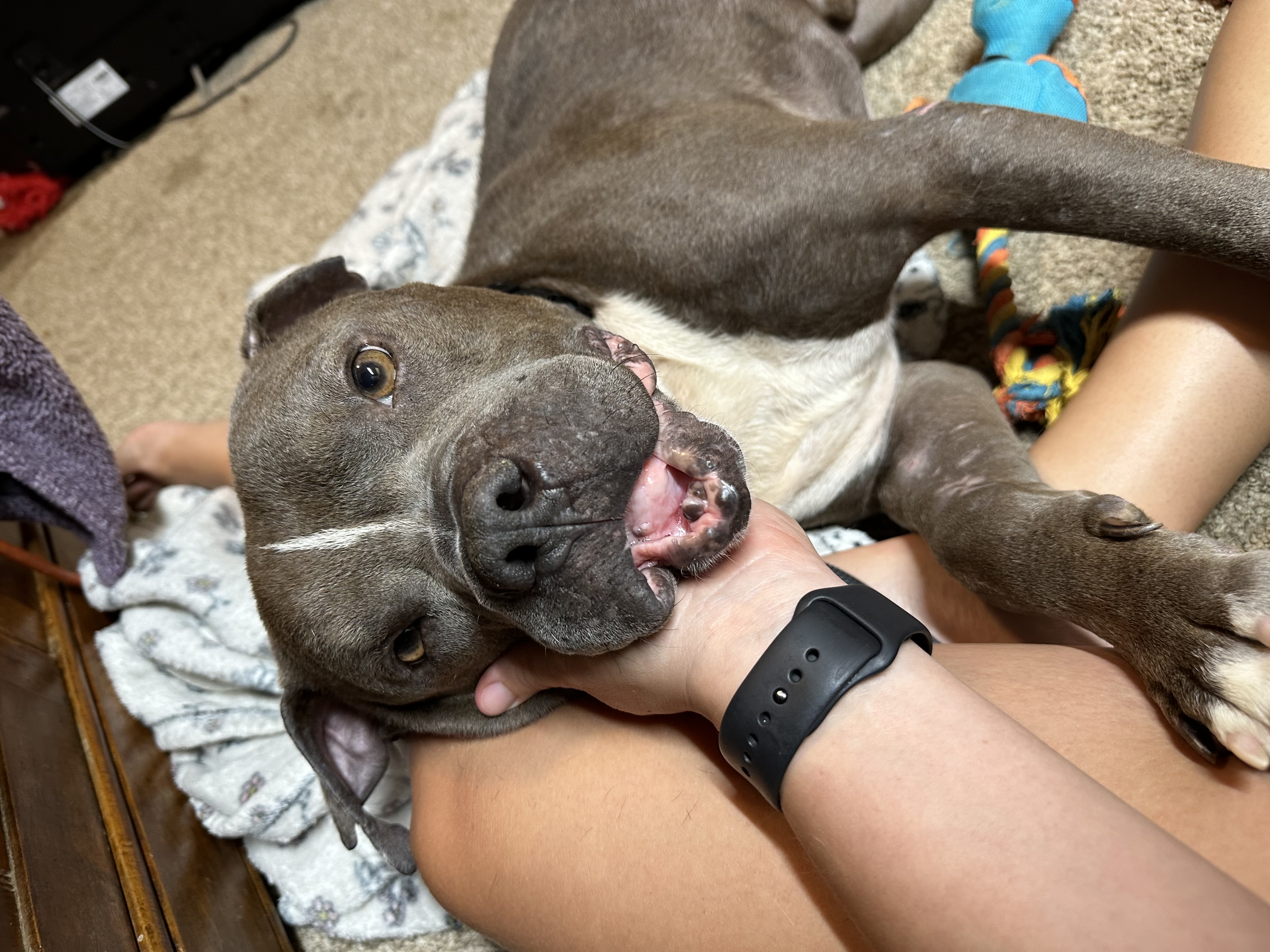 Gumbo, a Adoptable mixed breed in Greenwood, IN image 5/6