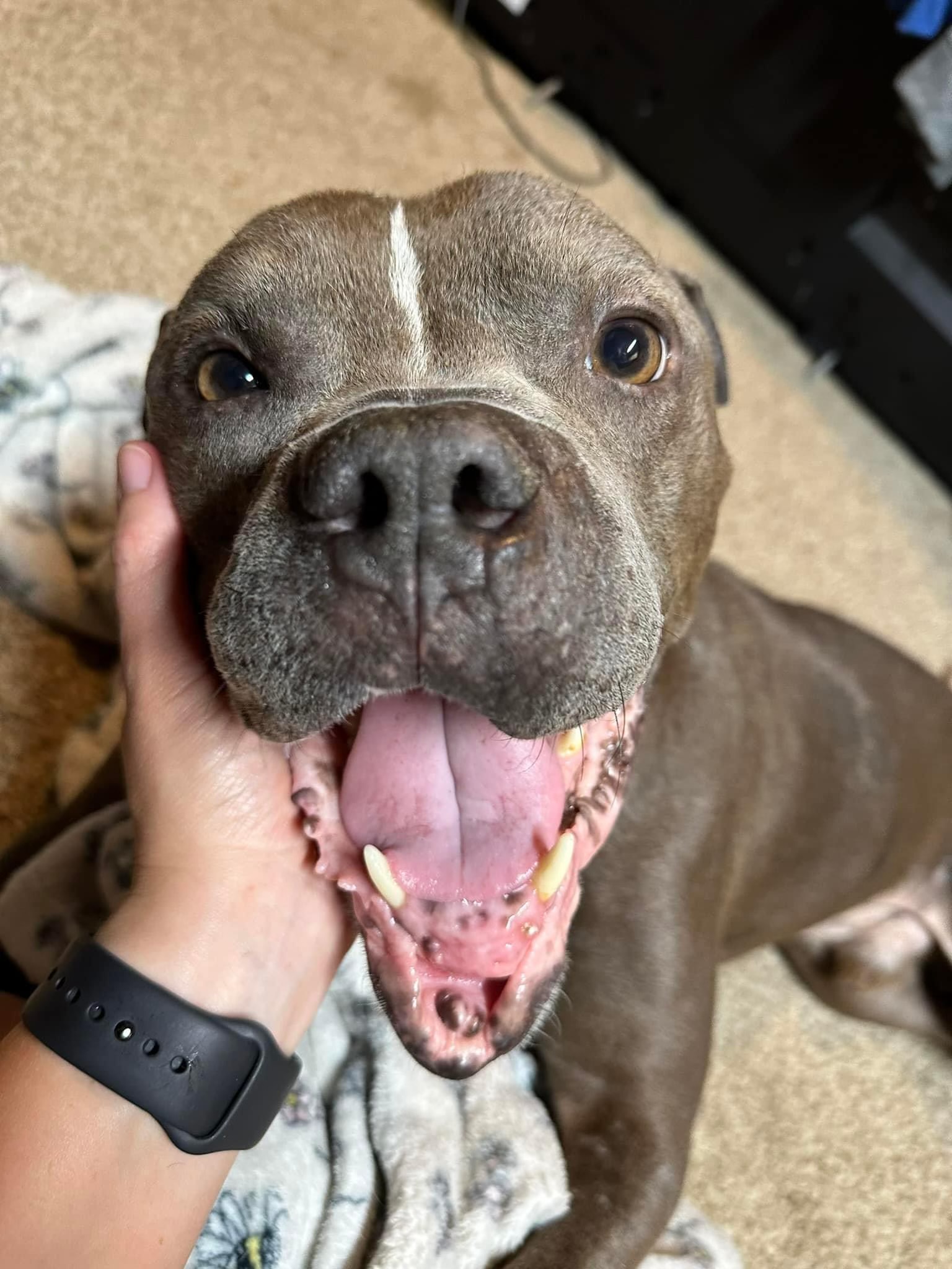 Gumbo, a Adoptable mixed breed in Greenwood, IN image 6/6