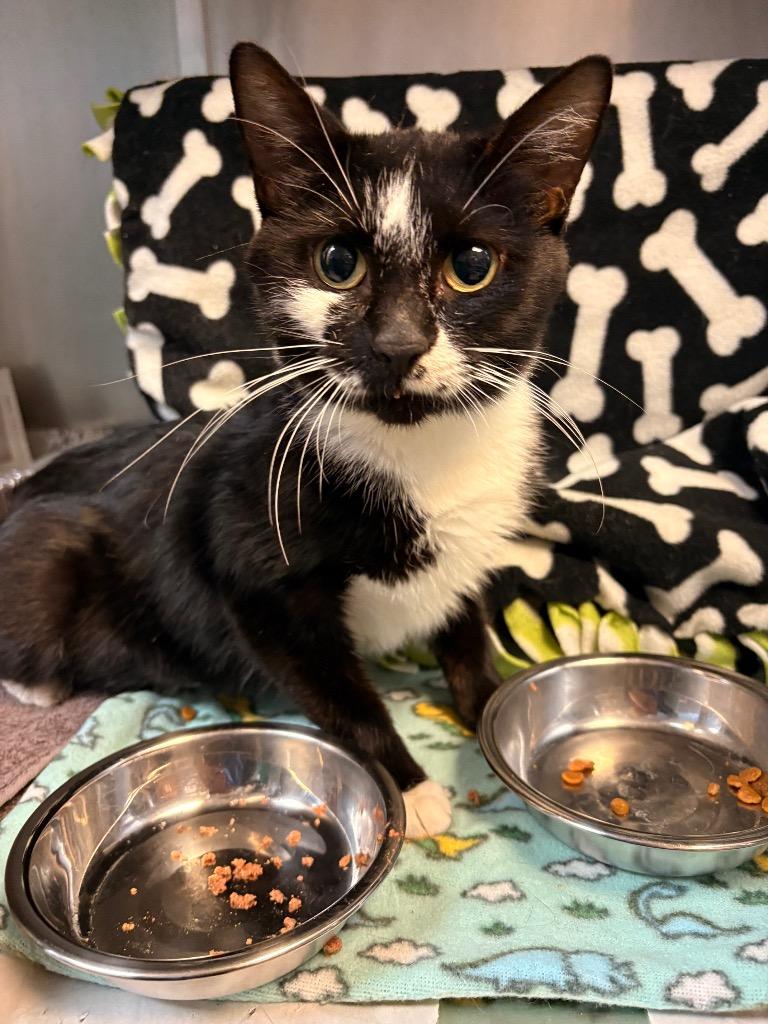 Octavia, Adoptable, Young Female Domestic Medium Hair.