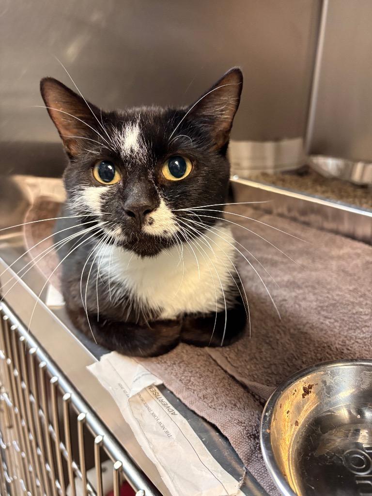 Enlarge Octavia, a Adoptable mixed breed in Detroit, MI image 2/4