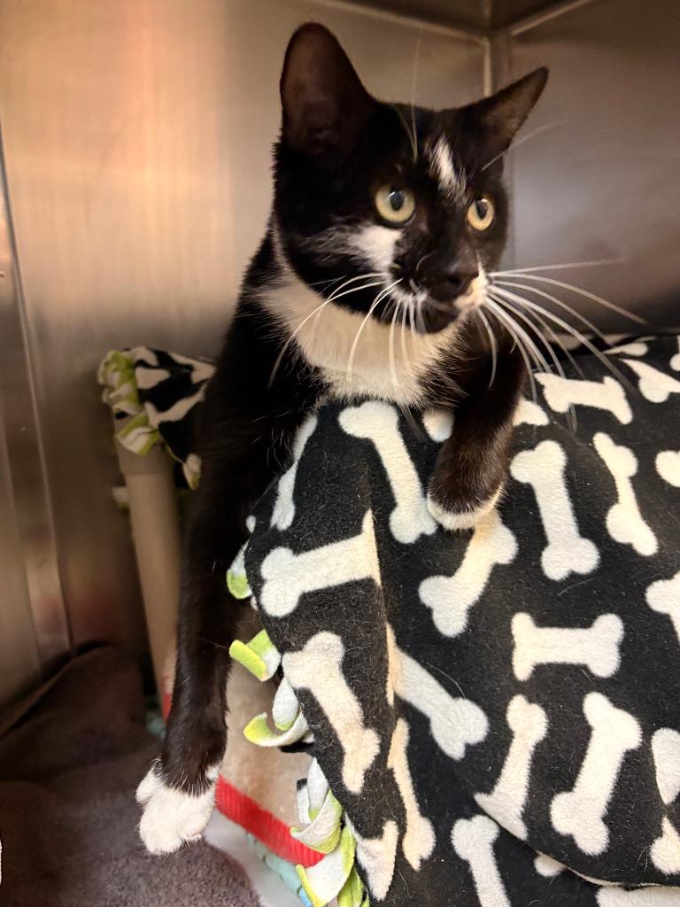 Enlarge Octavia, a Adoptable mixed breed in Detroit, MI image 3/4