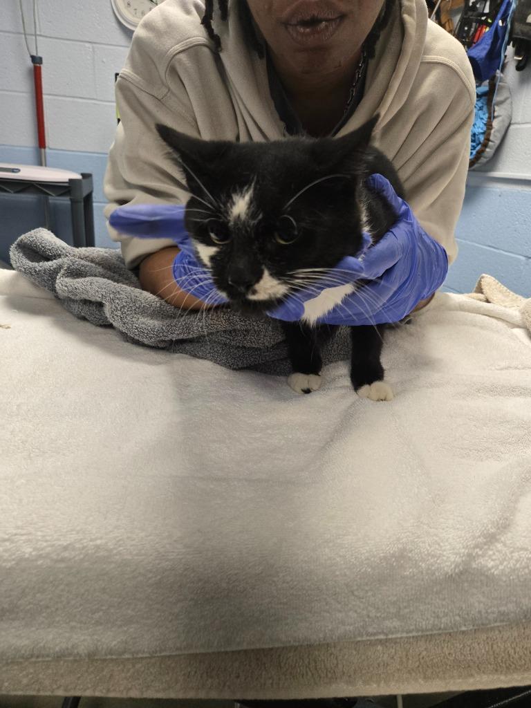 Enlarge Octavia, a Adoptable mixed breed in Detroit, MI image 4/4