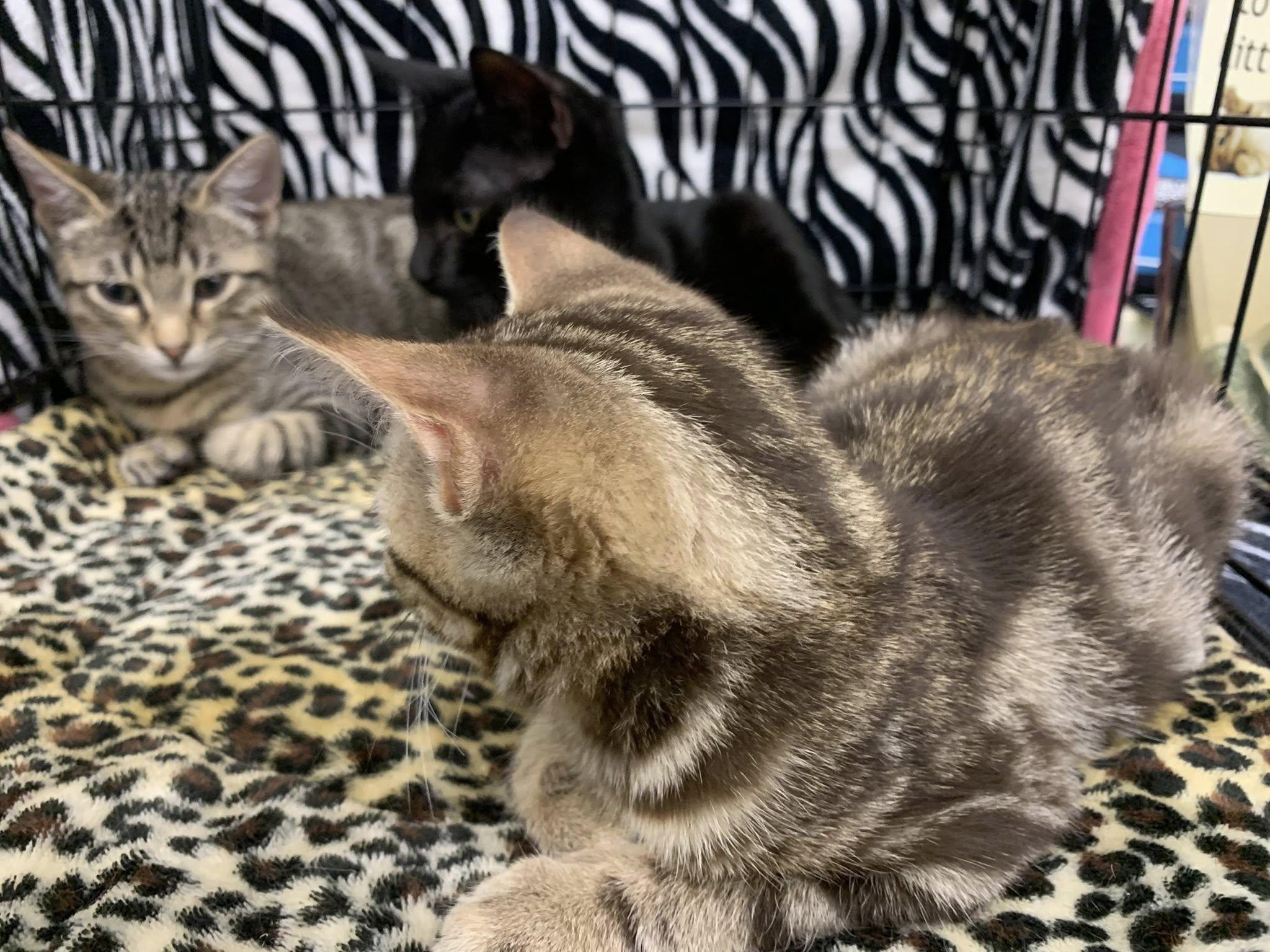 Oliver, ADOPTABLE, Kitten Male Tabby.