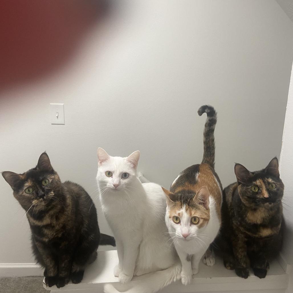 Pippa, Adoptable, Adult Female Domestic Short Hair.