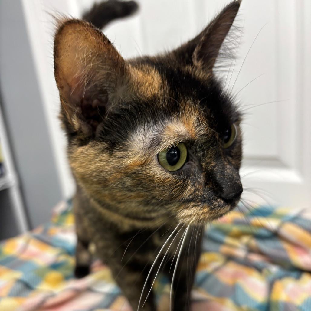 Enlarge Pippa, a Adoptable Domestic Short Hair in Granville, OH image 2/4