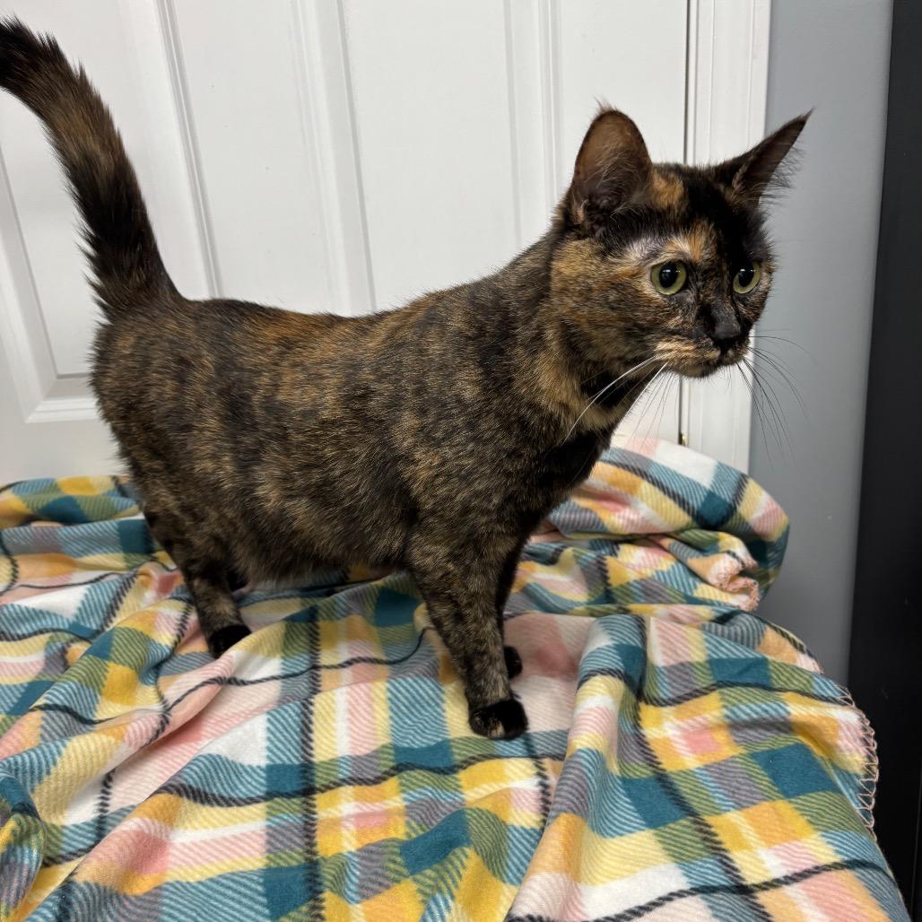 Enlarge Pippa, a Adoptable Domestic Short Hair in Granville, OH image 3/4