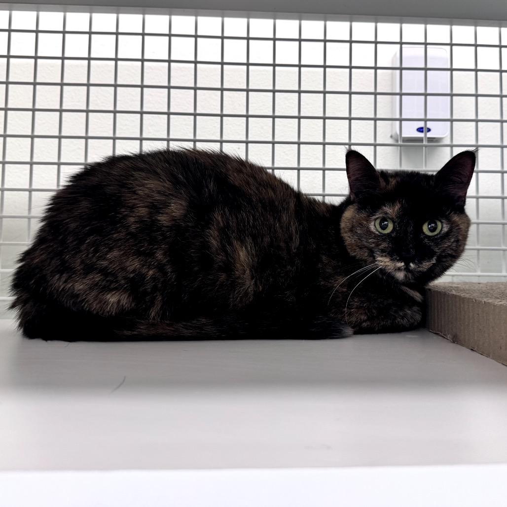 Enlarge Pippa, a Adoptable Domestic Short Hair in Granville, OH image 4/4