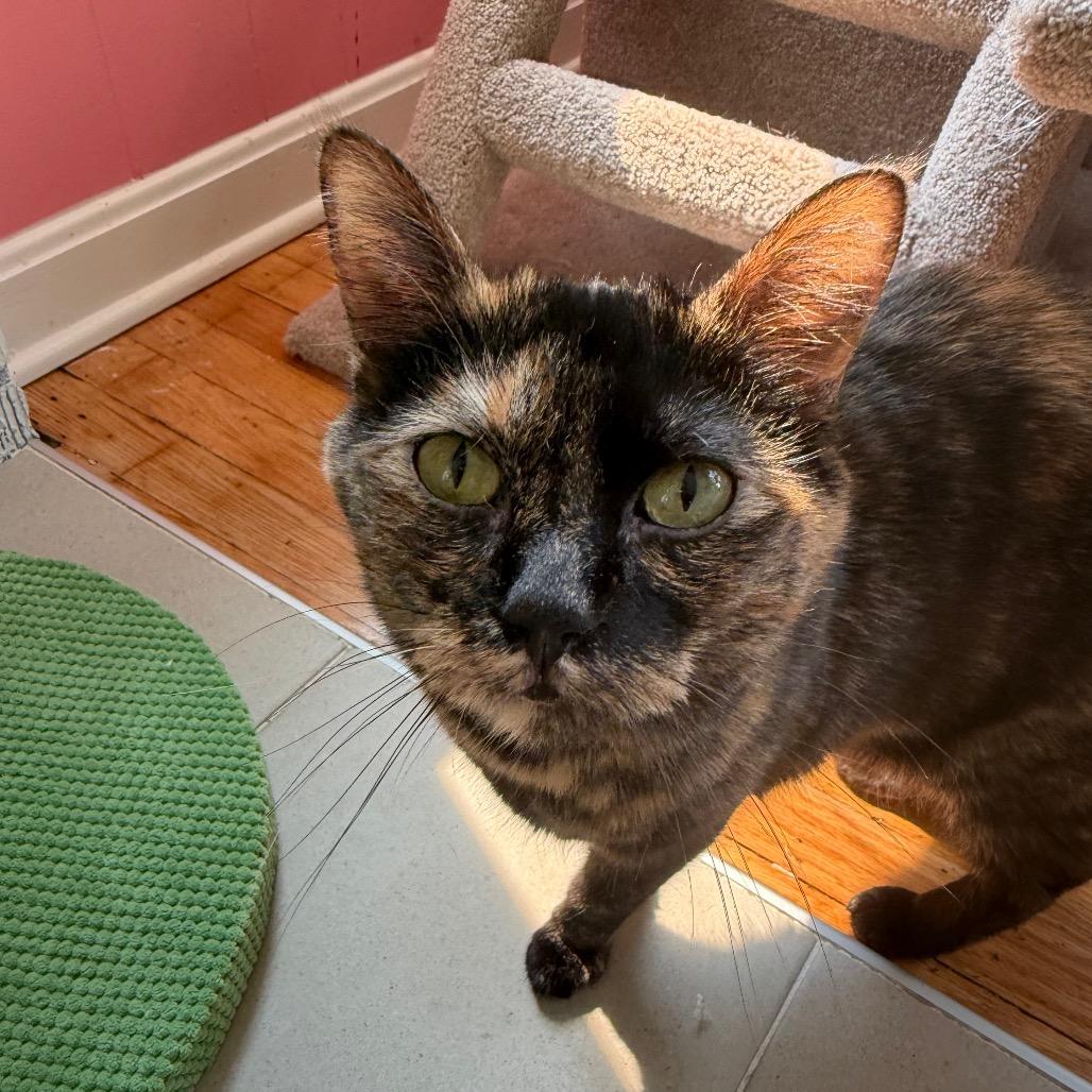 Pippa, a Adoptable Domestic Short Hair in Granville, OH image 5/5