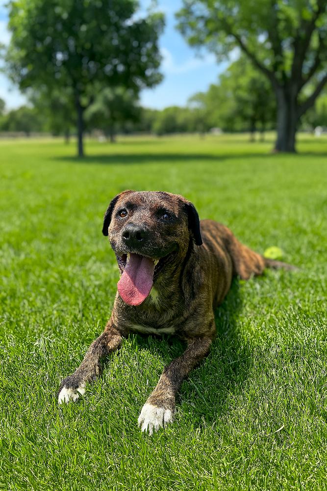 Enlarge Sydney, a Adoptable mixed breed in Wilton, CA image 1/1