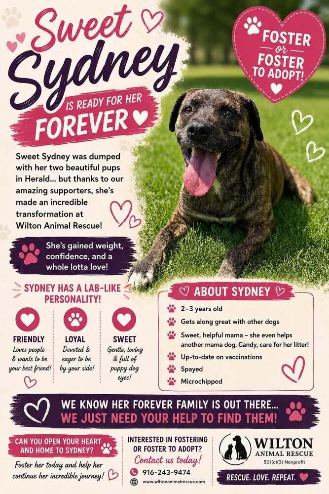 Enlarge Sydney, a Adoptable mixed breed in Wilton, CA image 3/3