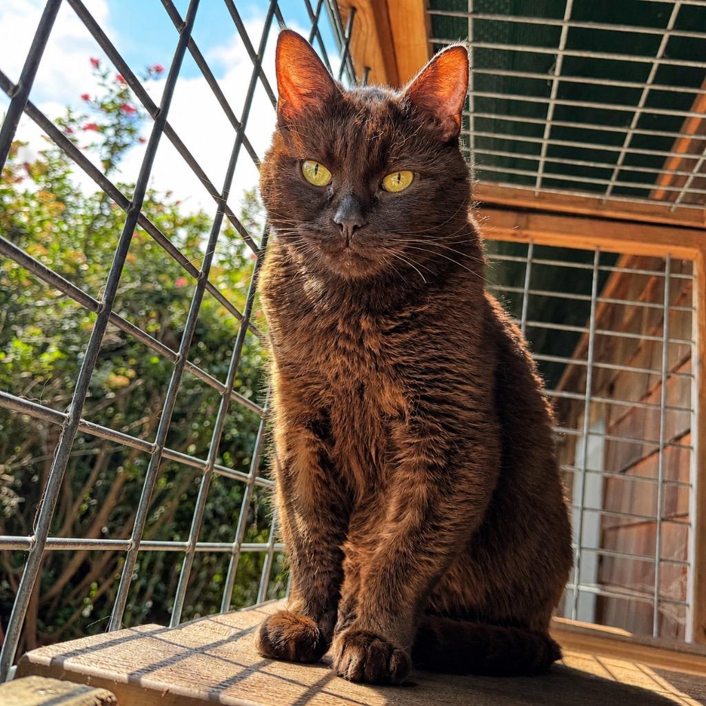 Bear, Adoptable, Senior Male Domestic Short Hair.