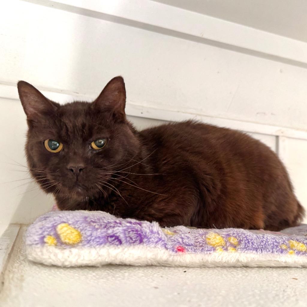 Bear, Adoptable, Senior Male Domestic Short Hair.