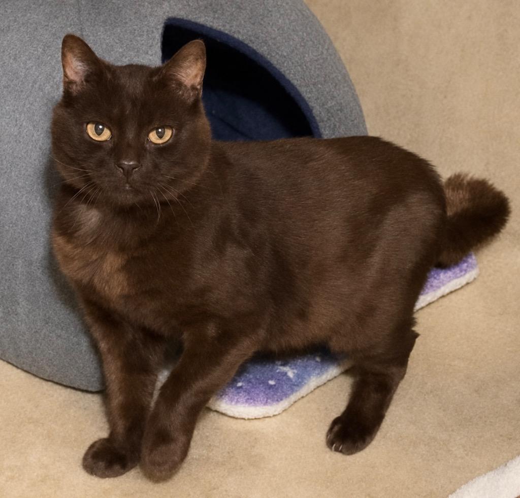 Bear, a Adoptable mixed breed in Cambria, CA image 2/2