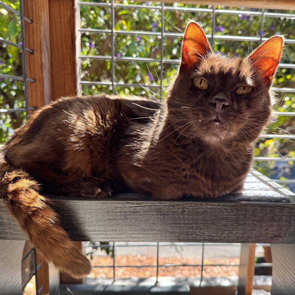 Enlarge Bear, a Adoptable mixed breed in Cambria, CA image 5/5