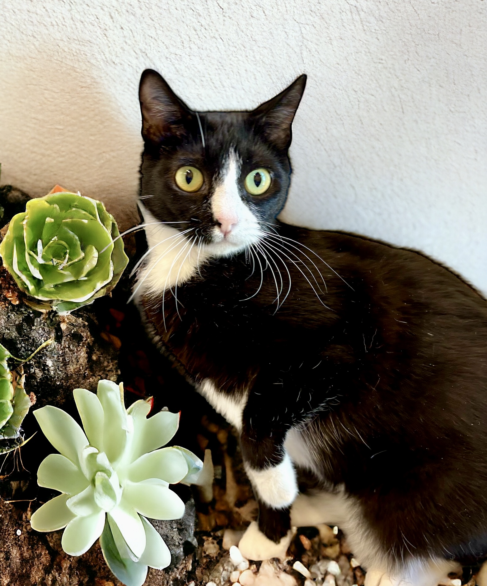 Figgy, an adoptable Domestic Short Hair in Perry, IA, 50220 | Photo Image 2
